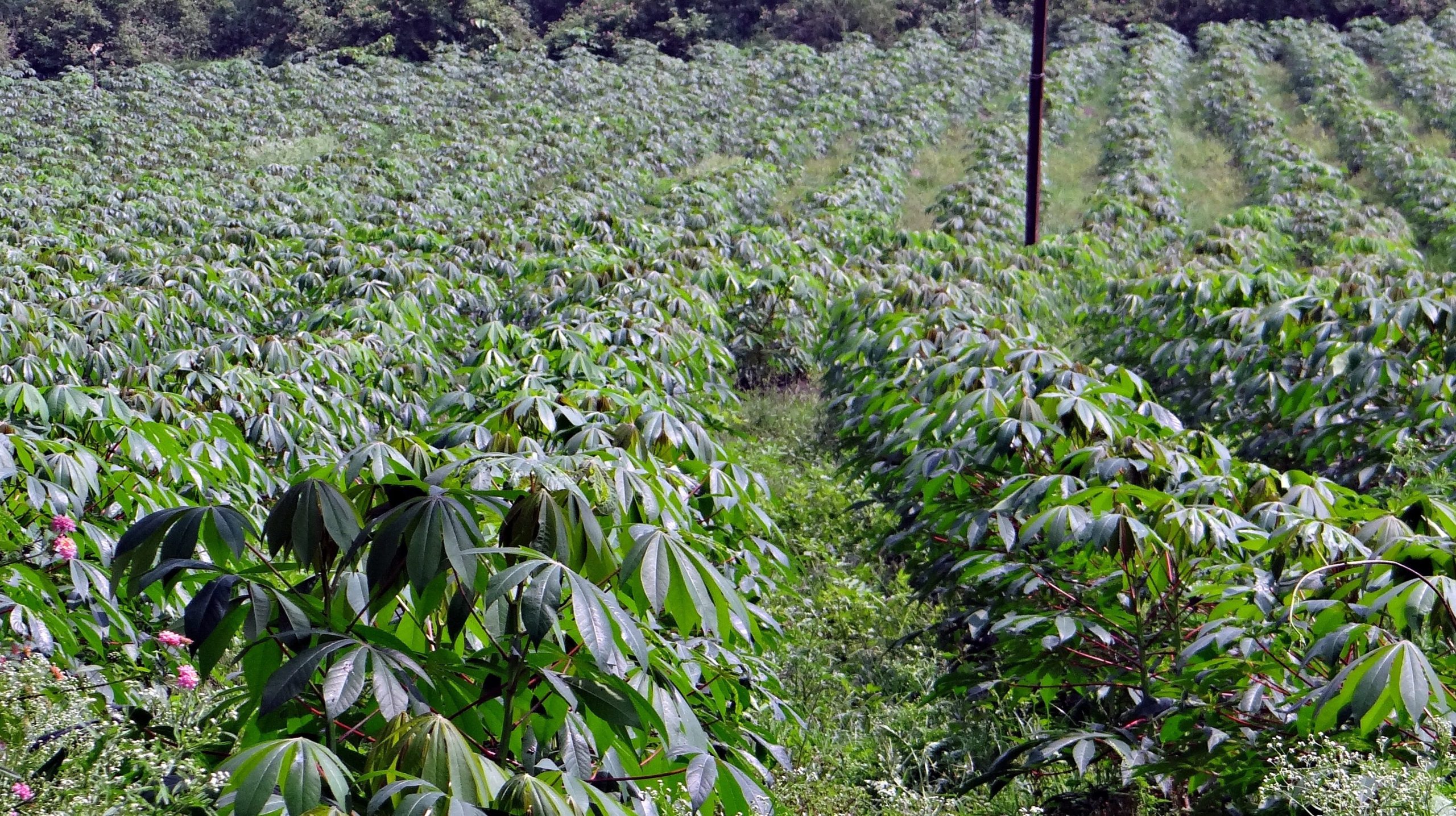 sarangib cassava 346887 (1)