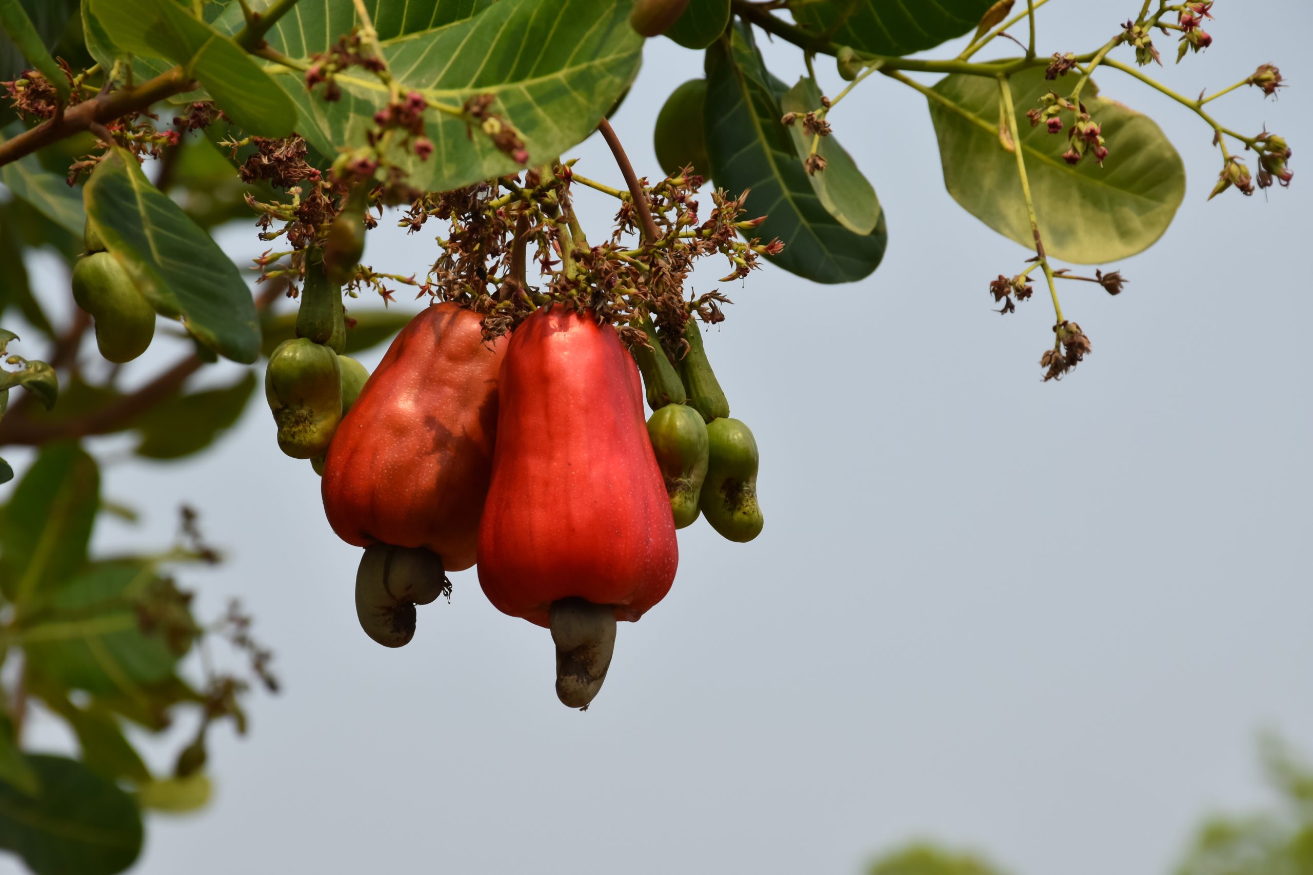 vecteezy asian ripe cashew apple