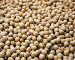 soya