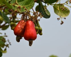 vecteezy asian ripe cashew apple