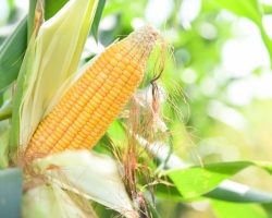 ripe corn cob on tree wait for harvest in corn field agriculture